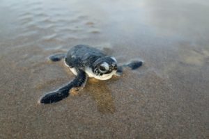 Sea Turtle in Sand